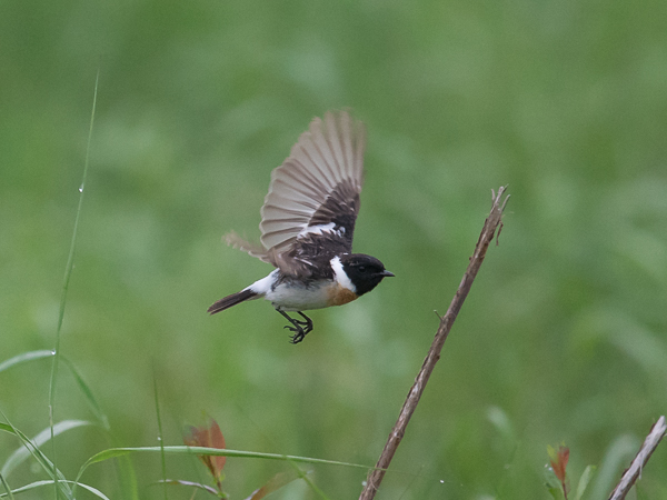 Sepeltasku, Siberian Stonechat, Saxicola maurus