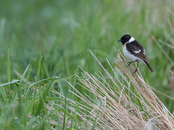 Sepeltasku, Siberian Stonechat, Saxicola maurus