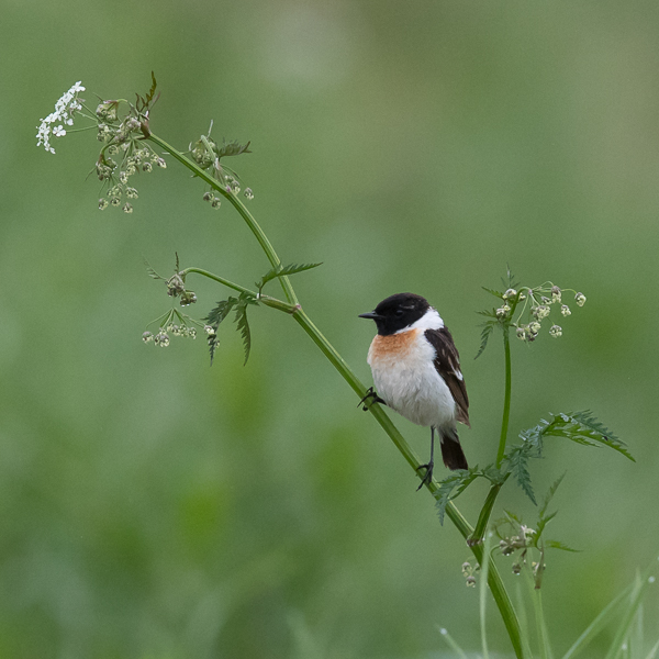 Sepeltasku, Siberian Stonechat, Saxicola maurus