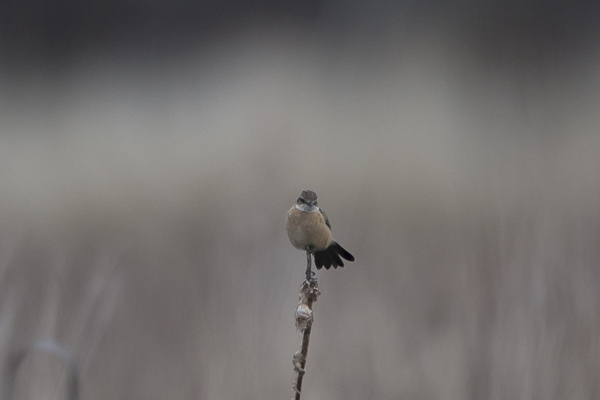 Sepeltasku, Siberian Stonechat, Saxicola maurus