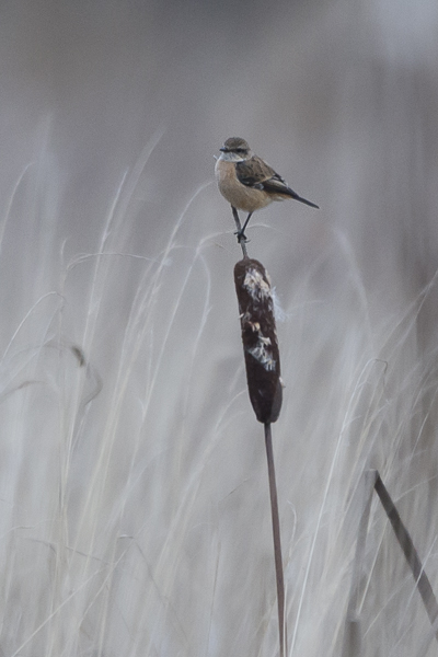 Sepeltasku, Siberian Stonechat, Saxicola maurus