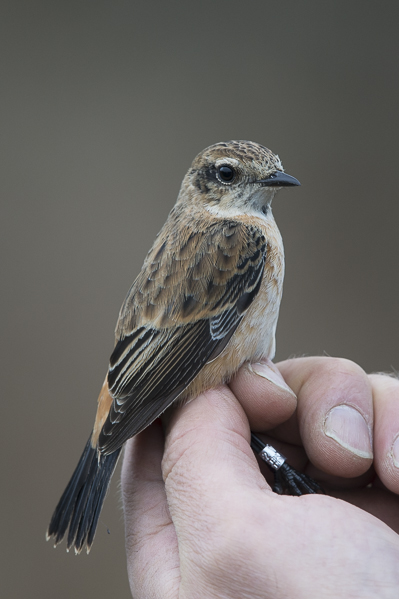 Sepeltasku, Siberian Stonechat, Saxicola maurus
