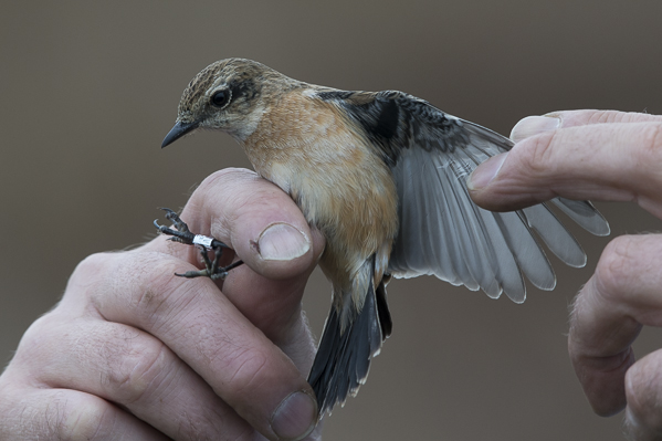 Sepeltasku, Siberian Stonechat, Saxicola maurus