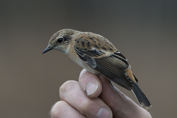Sepeltasku, Siberian Stonechat, Saxicola maurus