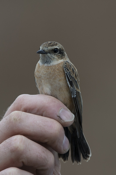 Sepeltasku, Siberian Stonechat, Saxicola maurus