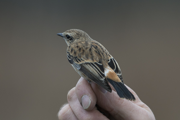 Sepeltasku, Siberian Stonechat, Saxicola maurus