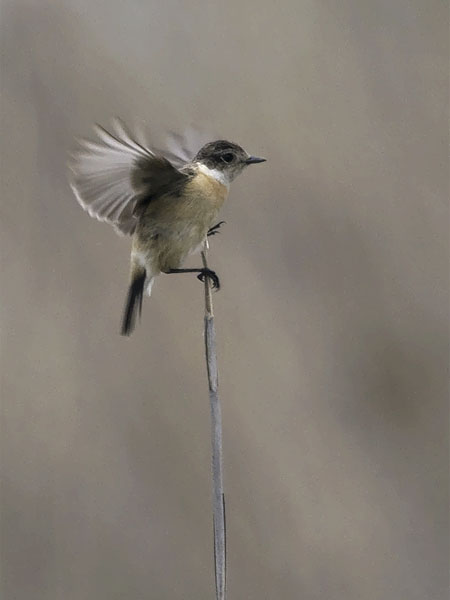 Sepeltasku, Siberian Stonechat, Saxicola maurus