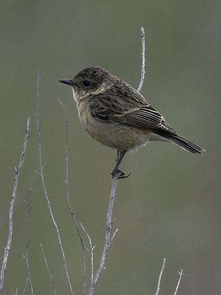 Sepeltasku, Siberian Stonechat, Saxicola maurus
