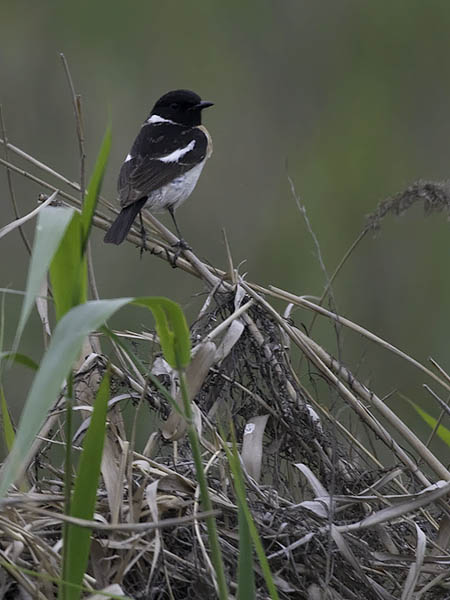 Sepeltasku, Siberian Stonechat, Saxicola maurus