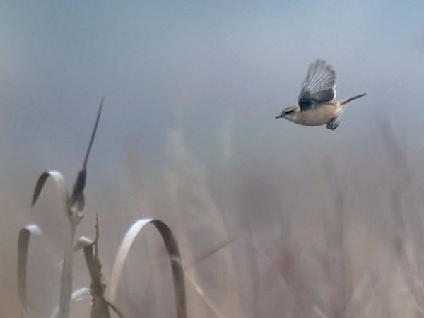 Sepeltasku, Siberian Stonechat, Saxicola maurus