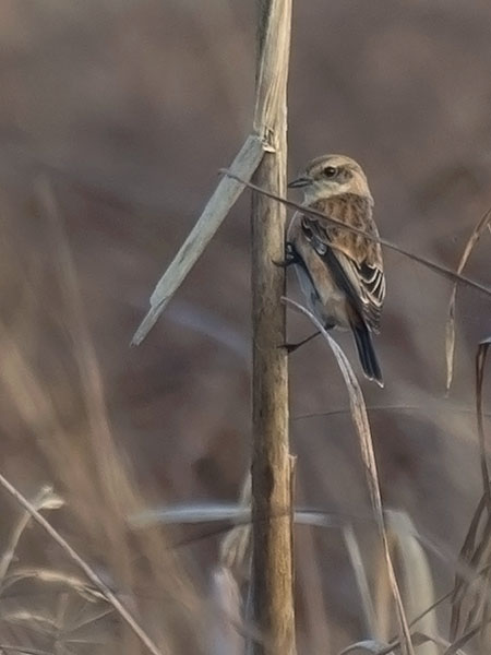 Sepeltasku, Siberian Stonechat, Saxicola maurus