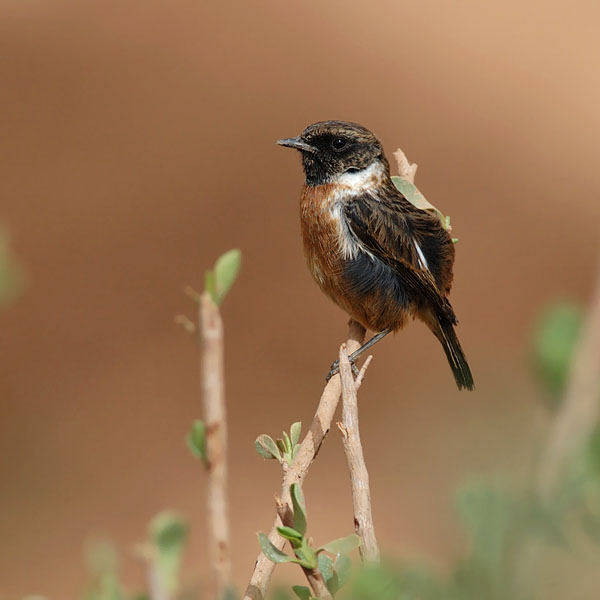 Mustapäätasku, European Stonechat, Saxicola rubicola