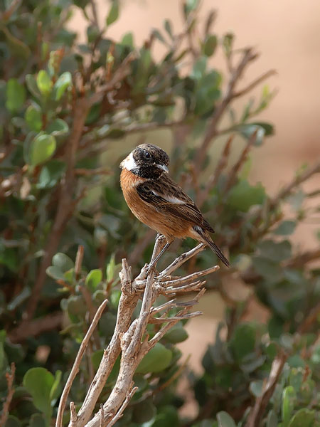 Mustapäätasku, European Stonechat, Saxicola rubicola