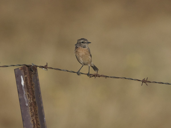 Mustapäätasku, European Stonechat, Saxicola rubicola