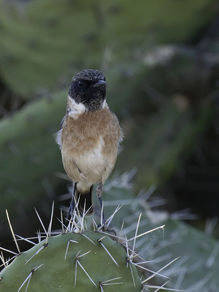 Mustapäätasku, European Stonechat, Saxicola rubicola