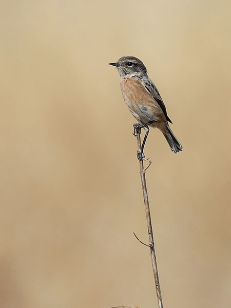 Mustapäätasku, European Stonechat, Saxicola rubicola