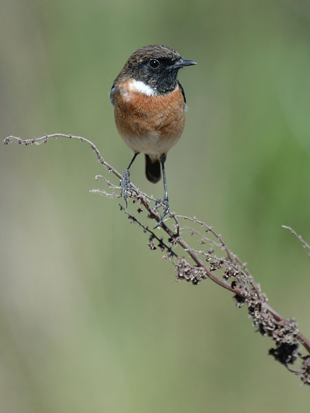 Mustapäätasku, European Stonechat, Saxicola rubicola