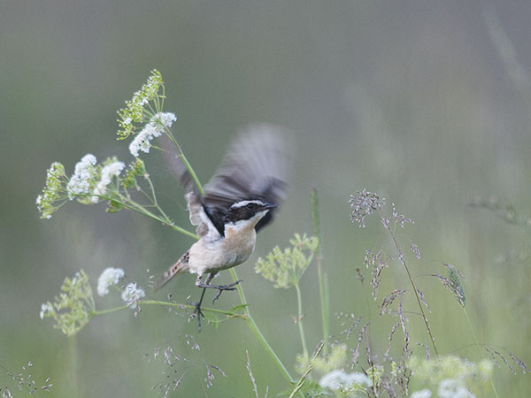 Pensastasku, Whinchat, Saxicola rubetra
