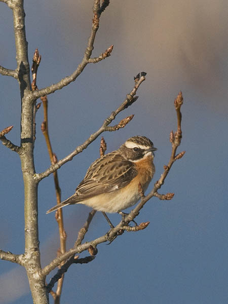 Pensastasku, Whinchat, Saxicola rubetra