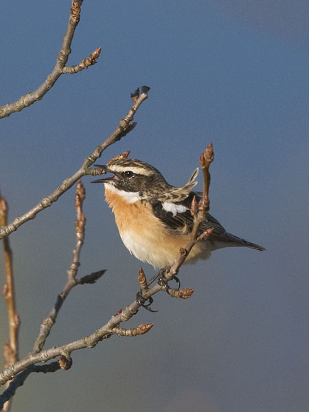 Pensastasku, Whinchat, Saxicola rubetra