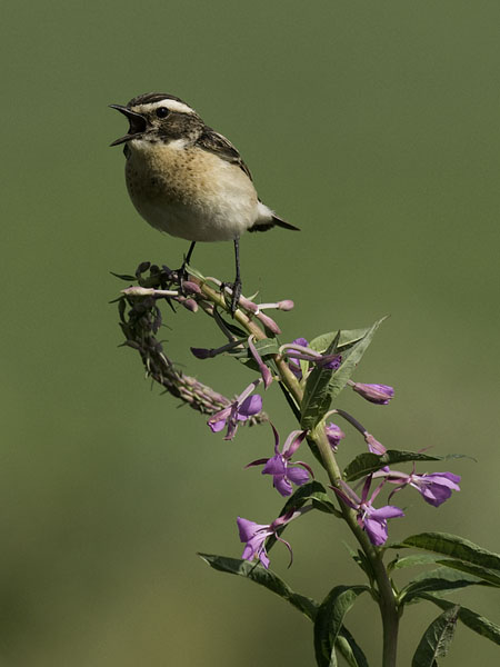 Pensastasku, Whinchat, Saxicola rubetra