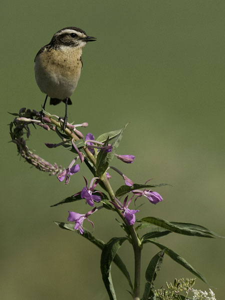 Pensastasku, Whinchat, Saxicola rubetra