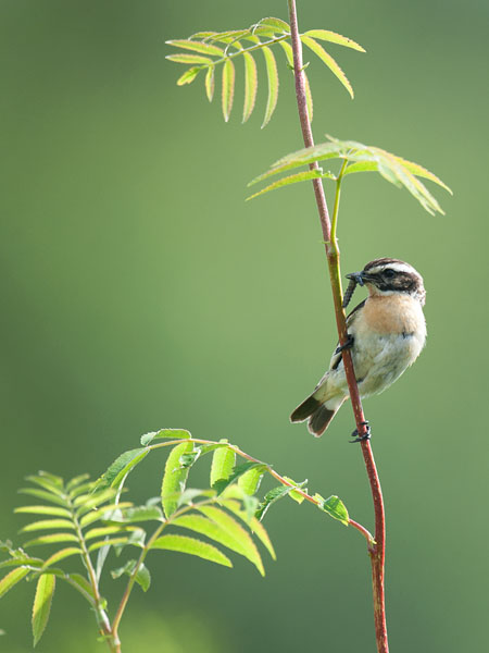 Pensastasku, Whinchat, Saxicola rubetra