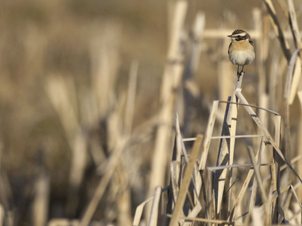 Pensastasku, Whinchat, Saxicola rubetra