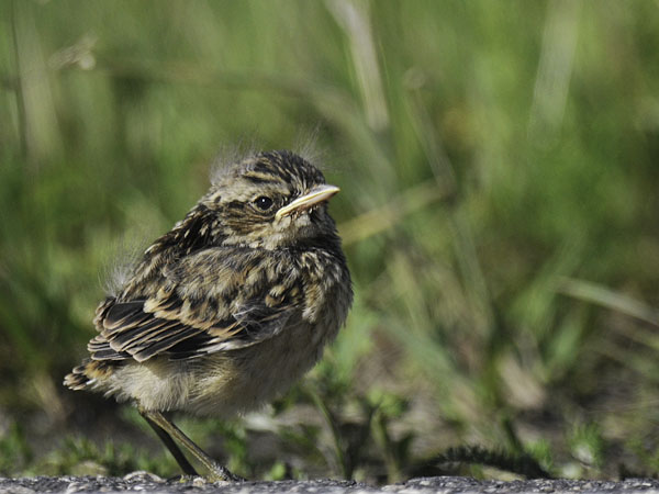 Pensastasku, Whinchat, Saxicola rubetra