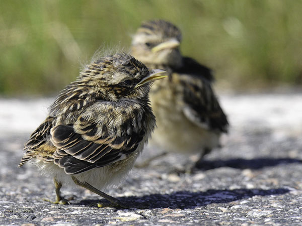Pensastasku, Whinchat, Saxicola rubetra
