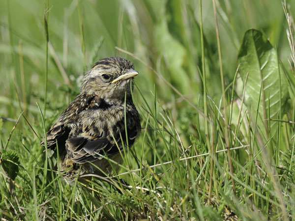 Pensastasku, Whinchat, Saxicola rubetra