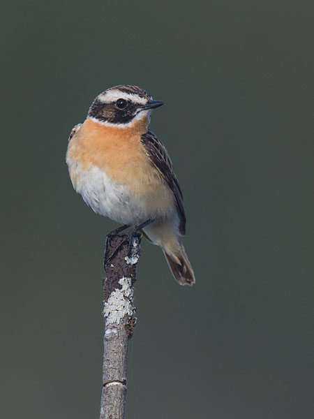 Pensastasku, Whinchat, Saxicola rubetra