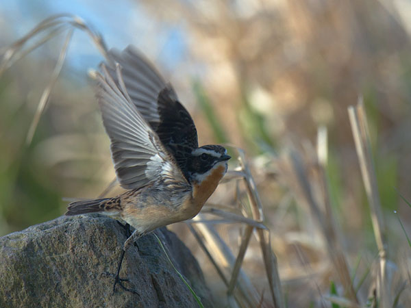 Pensastasku, Whinchat, Saxicola rubetra