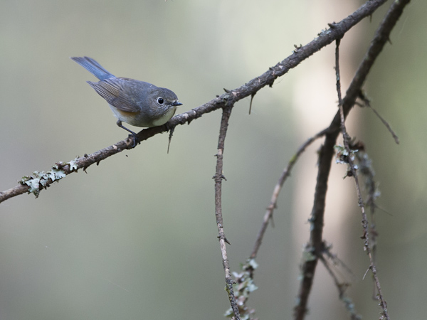 Sinipyrstö, Red-flanked Bluetail, Tarsiger cyanurus