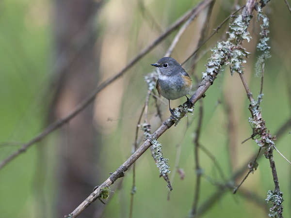 Sinipyrstö, Red-flanked Bluetail, Tarsiger cyanurus