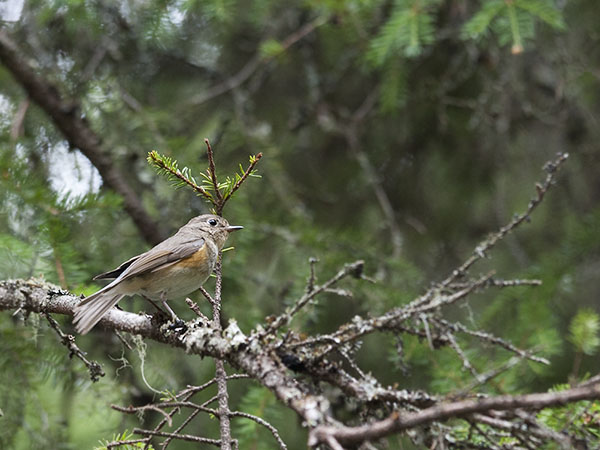 Sinipyrstö, Red-flanked Bluetail, Tarsiger cyanurus