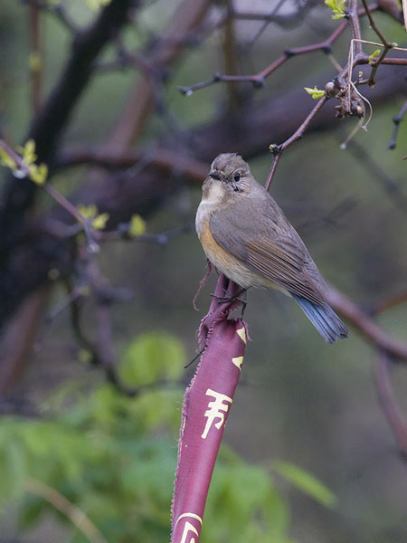 Sinipyrstö, Red-flanked Bluetail, Tarsiger cyanurus