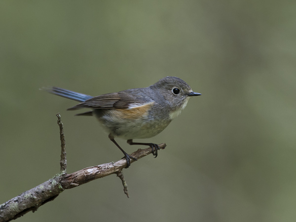 Sinipyrstö, Red-flanked Bluetail, Tarsiger cyanurus