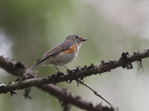 Sinipyrstö, Red-flanked Bluetail, Tarsiger cyanurus