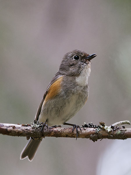 Sinipyrstö, Red-flanked Bluetail, Tarsiger cyanurus