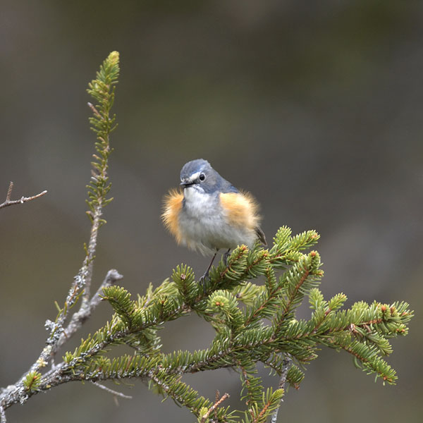 Sinipyrstö, Red-flanked Bluetail, Tarsiger cyanurus