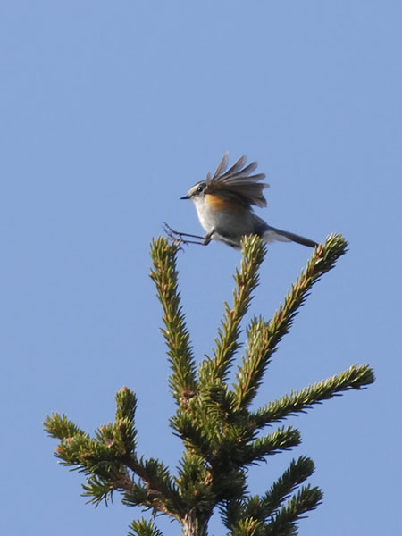 Sinipyrstö, Red-flanked Bluetail, Tarsiger cyanurus