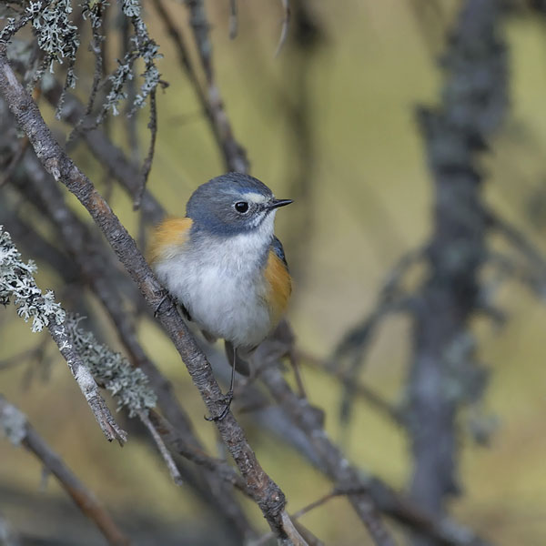 Sinipyrstö, Red-flanked Bluetail, Tarsiger cyanurus