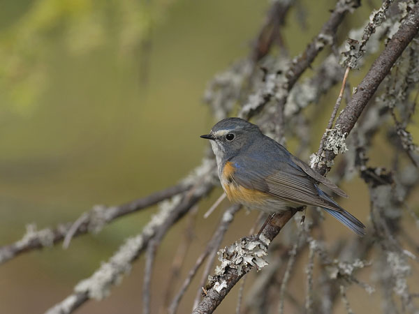 Sinipyrstö, Red-flanked Bluetail, Tarsiger cyanurus