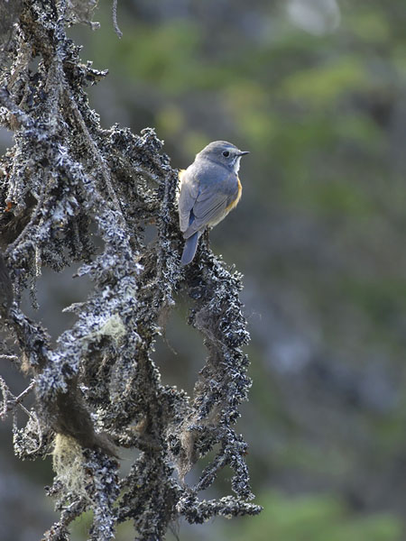 Sinipyrstö, Red-flanked Bluetail, Tarsiger cyanurus