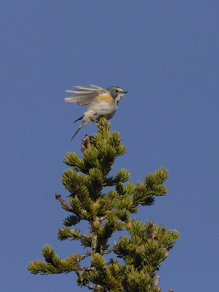 Sinipyrstö, Red-flanked Bluetail, Tarsiger cyanurus