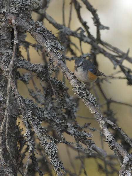 Sinipyrstö, Red-flanked Bluetail, Tarsiger cyanurus