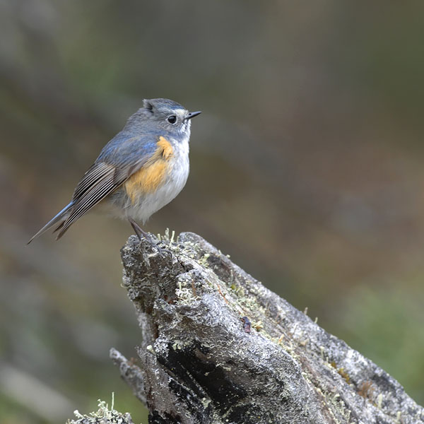 Sinipyrstö, Red-flanked Bluetail, Tarsiger cyanurus