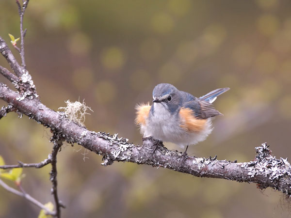 Sinipyrstö, Red-flanked Bluetail, Tarsiger cyanurus