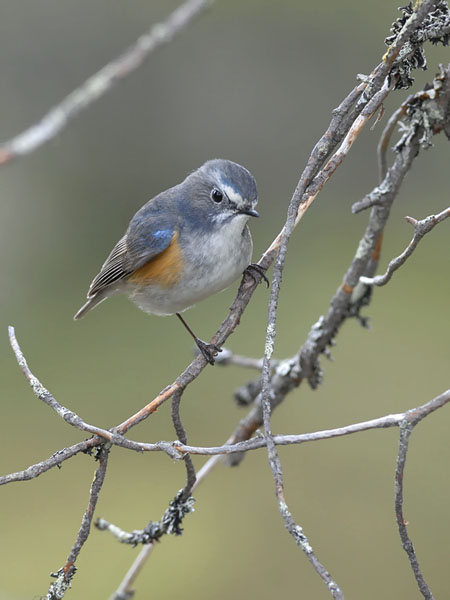 Sinipyrstö, Red-flanked Bluetail, Tarsiger cyanurus